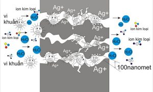 Nano bạc bao bọc và ức chế sự phát triển của vi khuẩn